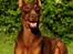 Dobermann Carina Al-Bet R.I.P. - Dronningen (Carina Al-bet)   7½ år og meget smuk.