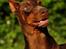 Dobermann Carina Al-Bet R.I.P. - Sagde du noget?