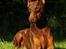 Dobermann Carina Al-Bet R.I.P. - Smukke dronning