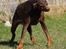 Dobermann Carina Al-Bet R.I.P. - Ååååhhh blev helt ør i bolden af at gå med lukkede øjne, må hellere ryste det på plads igen!