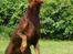 Dobermann Carina Al-Bet R.I.P. - Og hun fanger den........... 