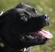 Staffordshire bull terrier Yasmin