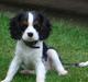 Cavalier king charles spaniel Nanna