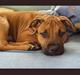 Amerikansk staffordshire terrier Kejser Bastian