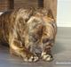 Amerikansk staffordshire terrier Cody RIP