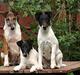 Glathåret foxterrier Egelykke Laura
