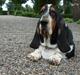 Basset hound Basse
