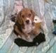 Beagle Frida