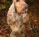 Cocker spaniel Penlope