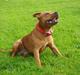 Staffordshire bull terrier Taco *Aarslevs Dekko*