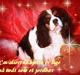 Cavalier king charles spaniel Sofus (død 8 / 6 - 08)