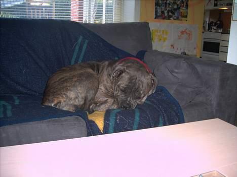 Blanding af racer Hoochie - sove er hun go til billede 1