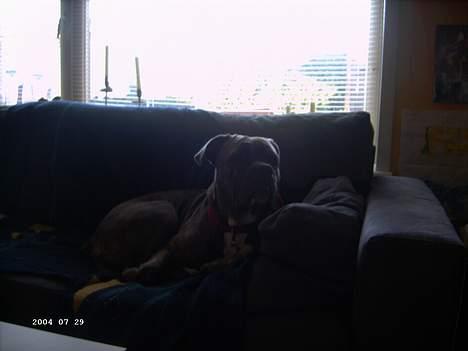 Blanding af racer Hoochie billede 2