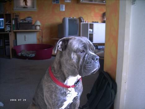 Blanding af racer Hoochie - gidder ikke lige blive fotograferes billede 3