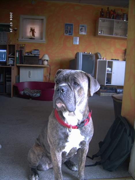 Blanding af racer Hoochie - lidt fornærmet kan man altid se ud billede 4