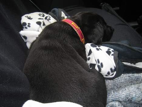 Labrador retriever Brårup´s Prins Pavlos - Turen til mit nye hjem billede 14