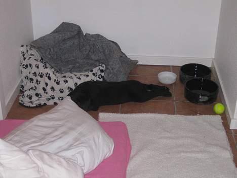 Labrador retriever Brårup´s Prins Pavlos - Min første nat billede 15