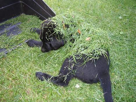 Labrador retriever Brårup´s Prins Pavlos - Jeg har hørt at græs får pelsen til at skinne billede 16