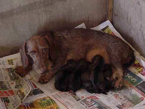 Gravhund SØNDERSKOVEN`S  CHAOS CR  - få timer gamle hvalpe. billede 1