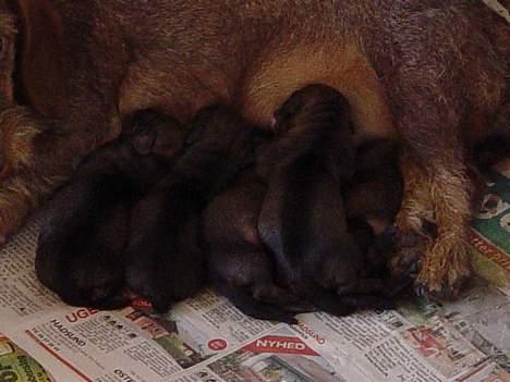 Gravhund SØNDERSKOVEN`S  CHAOS CR  billede 2