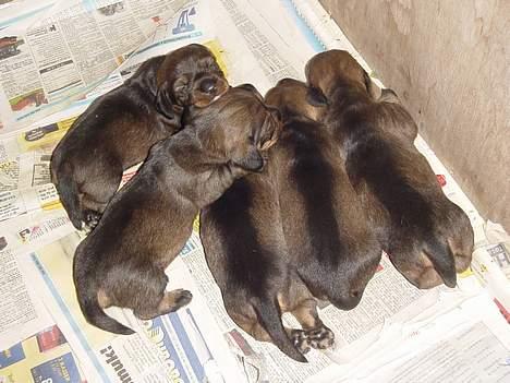 Gravhund SØNDERSKOVEN`S  CHAOS CR  - hvalpene er nu 14 dage gamle. (14/9-2005) billede 3