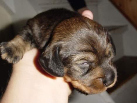 Gravhund SØNDERSKOVEN`S  CHAOS CR  billede 4