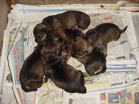 Gravhund SØNDERSKOVEN`S  CHAOS CR  billede 5