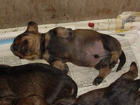 Gravhund SØNDERSKOVEN`S  CHAOS CR  - SØNDERSKOVEN`S  CARL FREDERIK  slår mave. billede 6