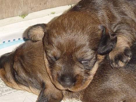 Gravhund SØNDERSKOVEN`S  CHAOS CR  billede 7