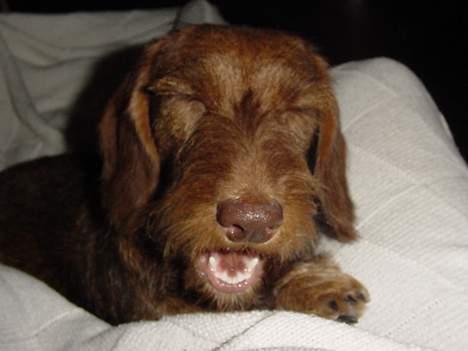 Gravhund A`tempos SVESKE billede 13