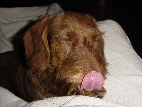 Gravhund A`tempos SVESKE billede 14