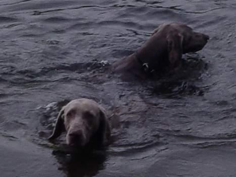 Weimaraner SIFKA - svømmetur med Wille. billede 11