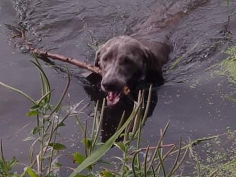 Weimaraner SIFKA billede 12