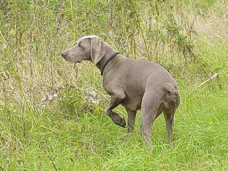 Weimaraner SIFKA - højrejst stand for fasan. billede 13