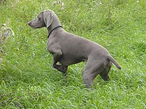 Weimaraner SIFKA - ny stand. billede 14