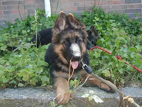 Schæferhund Slottet's Skywalker - Charmetrold ... billede 3