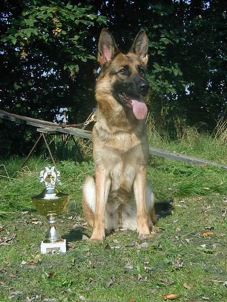 Schæferhund Slottet's Version Of Life - 11/9 2005 , SG 2 i Bramming billede 13