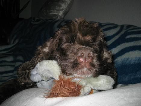 Amerikansk cocker spaniel PRINSESSE Tessa - Her viser hun lige en god profil, selv om hun er våd billede 2