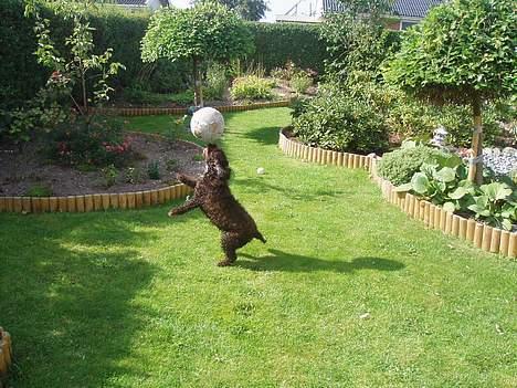 Amerikansk cocker spaniel PRINSESSE Tessa - Se nu godt efter, hun kunne klare FC Zulu med bind for øjnene! billede 3