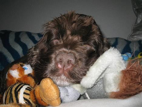 Amerikansk cocker spaniel PRINSESSE Tessa - Efter en hård fodboldkamp slapper hund lidt af i skyggen billede 4