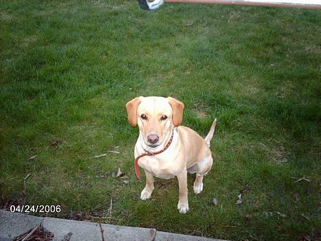 Labrador retriever Dina - Ser jeg ikke smuk ud...?? Smiler.. billede 1