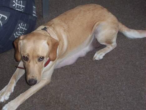 Labrador retriever Dina - Jeg kan ikke lig at taget billeder af, men hvad pokker jeg kan da godt lige kigge...... billede 2