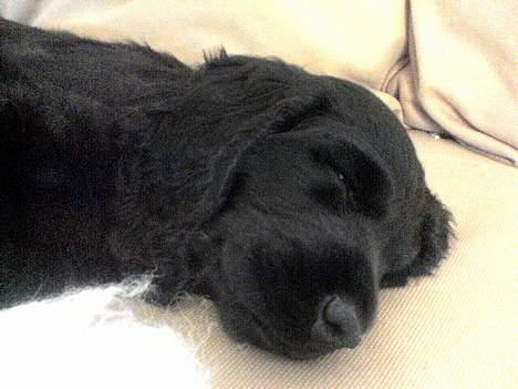 Cocker spaniel *Olsen - TRÆT...... zzZzz zZZZ billede 5