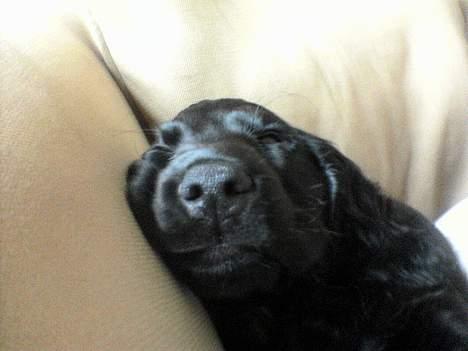 Cocker spaniel *Olsen - Vil bare SOVE billede 6