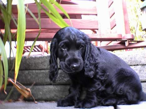 Cocker spaniel *Olsen - Kan ikke selv komme op af trappen... æv billede 7