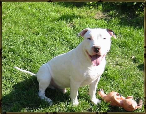 Blanding af racer Ice (Memory R.I.P.) billede 2