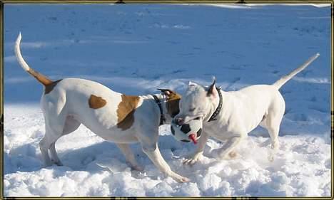 Blanding af racer Ice (Memory R.I.P.) billede 3