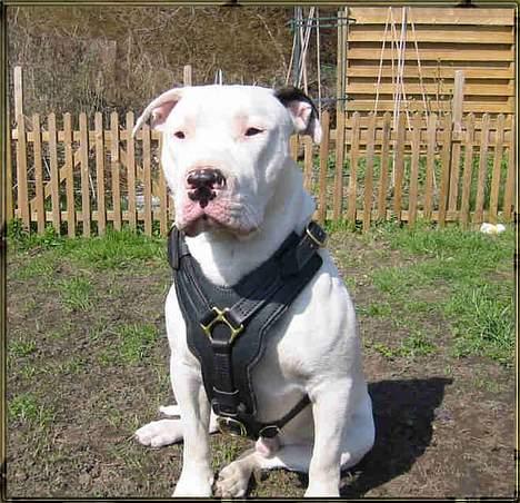 Blanding af racer Ice (Memory R.I.P.) billede 4