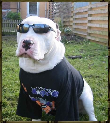 Blanding af racer Ice (Memory R.I.P.) billede 5