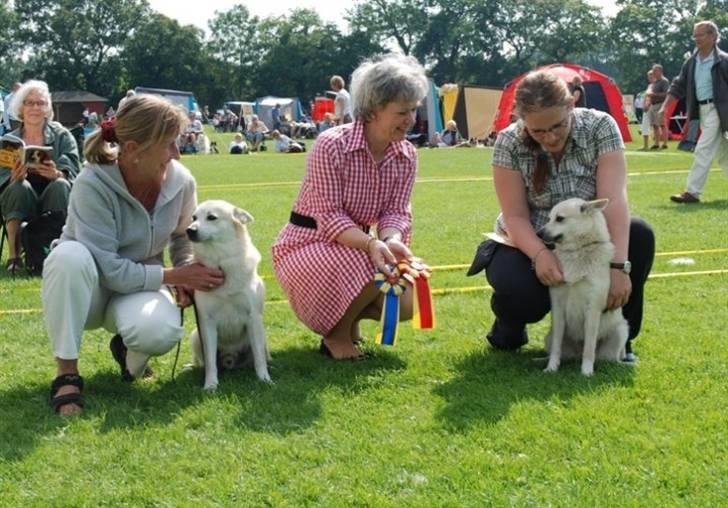 Norsk buhund Gloria - Vejen 12/8-2007. Igen blev Gloria flot fremvist af Tanja og igen blev hun bedst i racen  billede 8